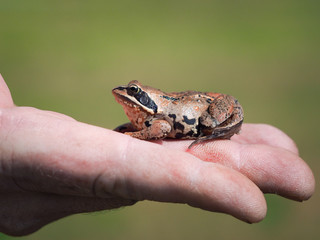The frog on the person's hand. Green background