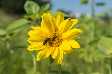 Biene auf Sonnenblume 