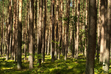 Green forest in summer sunshine