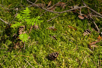 Green forest in summer sunshine