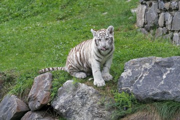 Tigre blanc royal (Panthera tigris) young tiger animal