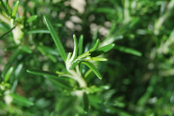 Rosmarin (Rosmarinus officinalis)