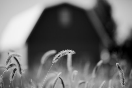Crested Wheat and barn