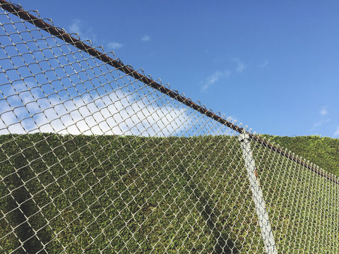 Chain-link fence in front of bush