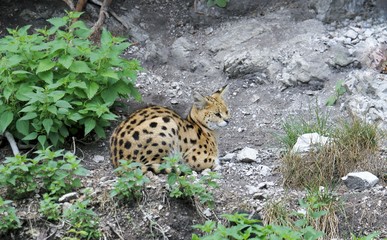Serval Cat (Leptailurus serval)