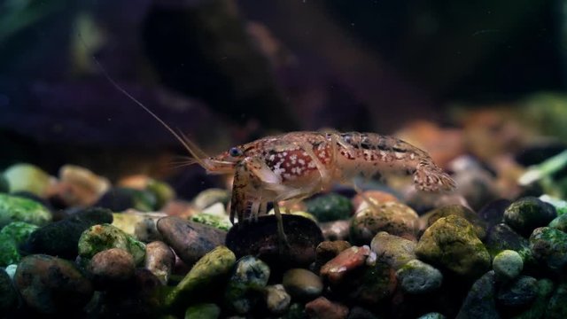 Marbled crayfish behind the glass of the aquarium.