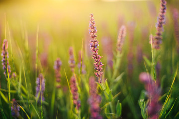 Beautiful image of lavender field Summer sunset landscape. Lavender Field in the summer