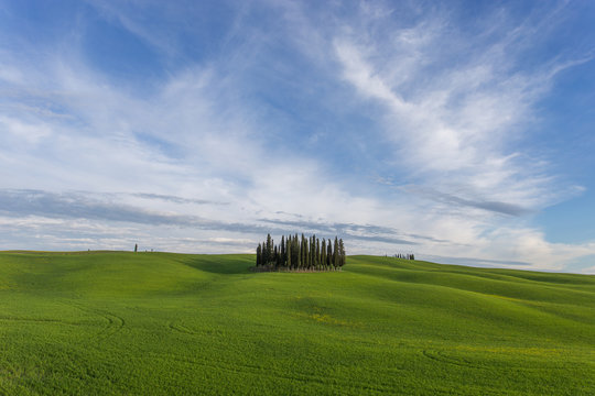 Clump of cypresses