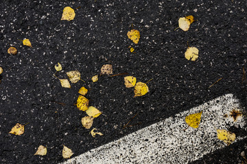 Asphalt road covered with leafs
