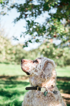 English setter at attention in apple orchard