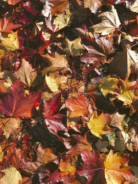 Pile of wet leaves in autumn