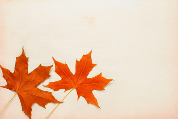 Naklejka na ściany i meble red autumn leaves on the mottled paper, top view