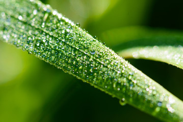Morning dew on a grass (macro)