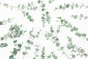 Pattern made of eucalyptus branches isolated on white background. Flat lay, top view