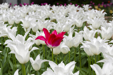 Red tulip in a flower bed with white tulips.