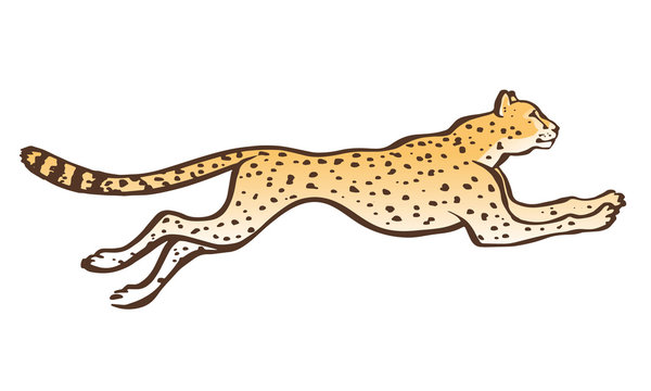 Cheetah running sketch vector
