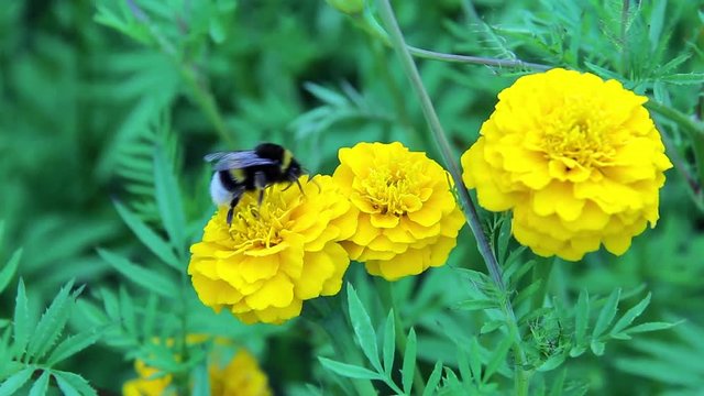 bee bumblebee drink nectar on tagetes marigolds flowers