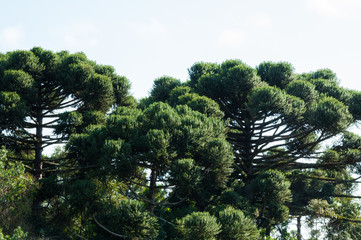 araucaria, pine tree