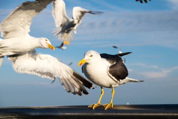 Seagulls