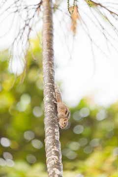 Squirrel - Sri Lanka, Asia