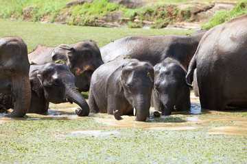 Elephant babys - Sri Lanka, Asia