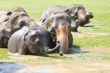 Fototapeta premium Baby elephant with its parents - Sri Lanka