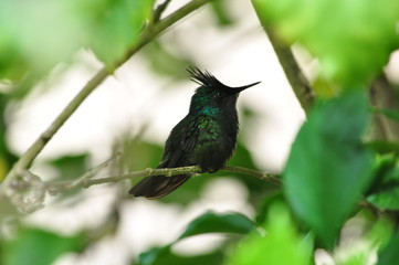 Colibri huppé