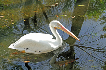 White pelican