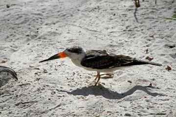 Black skimmer
