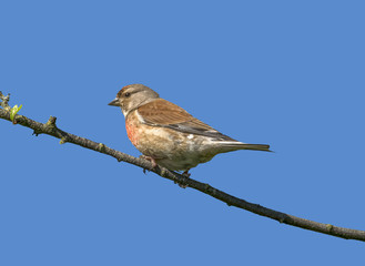 Linnet blue sky perched on twig