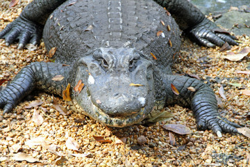 Alligator