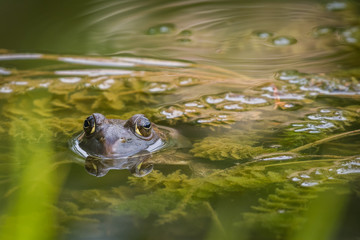 American Bullfrog with reflection