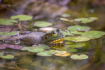 American Bullfrog