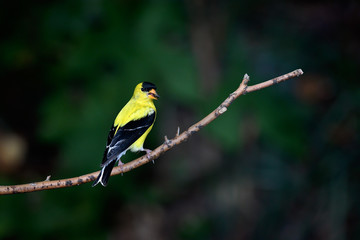American Goldfinch (Spinus tristis) eating a seed