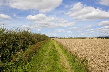 wheatfield and bridleway