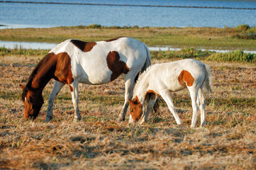 Fototapeta na wymiar two Horses in a grasland near position photo