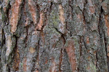 Pine bark