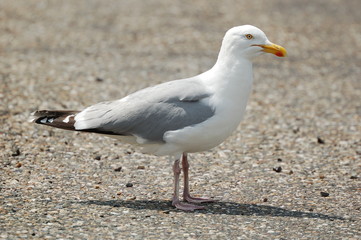 seagull on the ground close up photo