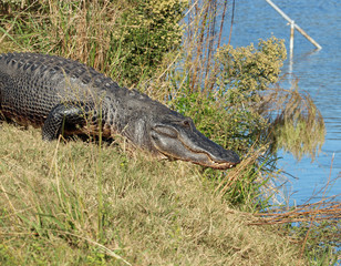 Alligator