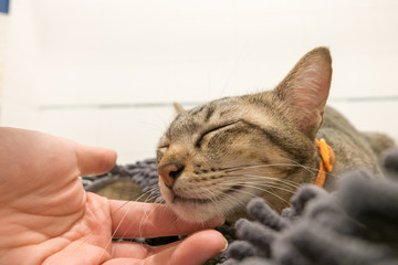 woman hand cuddle adorable Cat lying on gray carpet with Love. Lovely cute kittens at Home. 