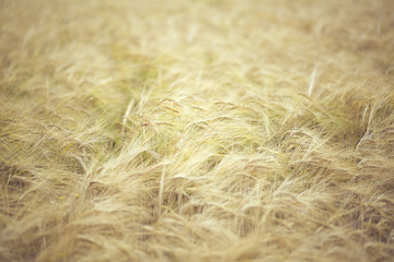 Rye field. Close-up of rye field. Background