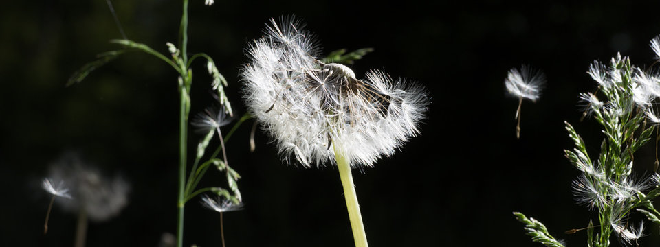 Dandelion Seeds In The Morning Sunlight Blowing Away On A Black Background.