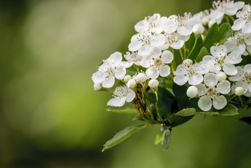 Blume