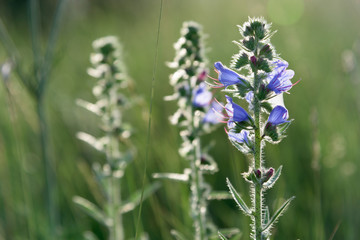 Bluebell closeup with sunlight