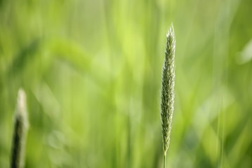 Gras