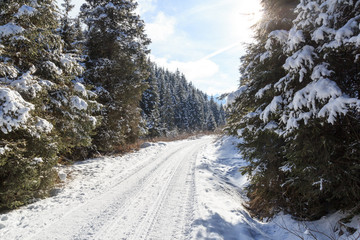 Wintery snowy path with trees in Stubai Alps mountains, Austria