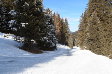 Wintery snowy path with trees in Stubai Alps mountains, Austria