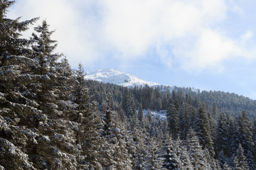 Mountain and trees with snow in winter in Stubai Alps, Austria
