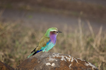 Obraz premium Lilac Breasted Roller
