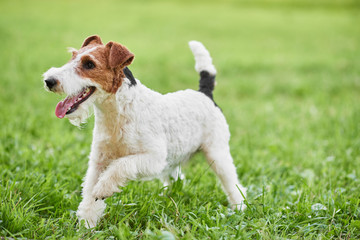 Happy and active fox terrier puppy running in the grass at the park copyspace nature recreation vitality healthcare animals pets concept.  - obrazy, fototapety, plakaty